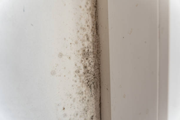 Gore, OK Mold Removal Company